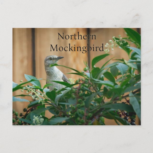 Nordmockingbird in der Pokeweed-Pflanze Postkarte (Vorderseite)