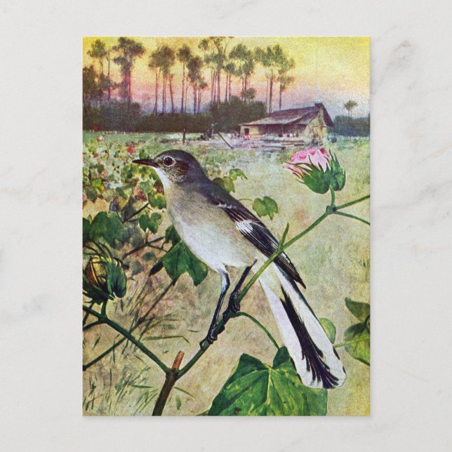 Nordmockingvogel Postkarte (Vorderseite)
