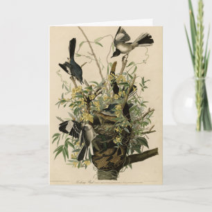 Nordmockvogel, Audubons Vögel in Amerika Karte