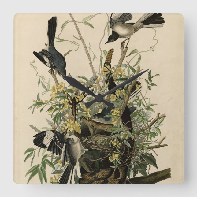 Nordmockvogel, Audubons Vögel in Amerika Quadratische Wanduhr (Vorderseite)