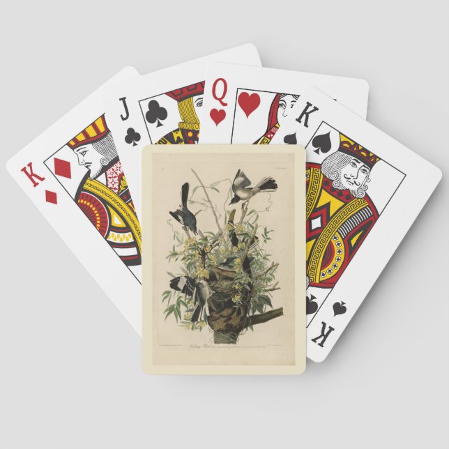 Nordmockvogel, Audubons Vögel in Amerika Spielkarten (Rückseite)