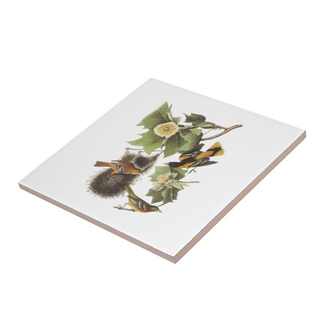 Nordoriole durch Audubon Fliese (Seite)