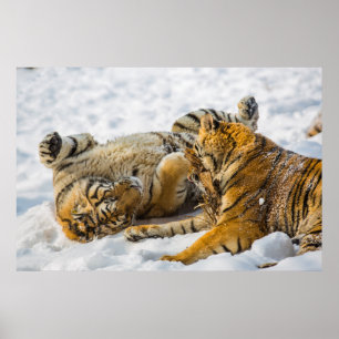 Nordost-Tiger Poster