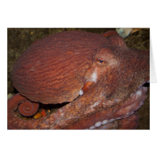 Nordpazifischer Riesenoctopus