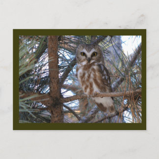 Nordsäge-Weiße Schale in Kiefernbaum Postkarte