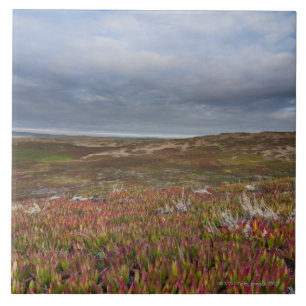 Nordsan francisco 2 Punkt-Reyes-Staatsangehöriger Fliese