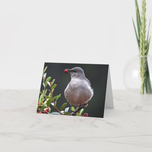 Nordspottdrossel - Joe Sweeney - Karte (Vorderseite)