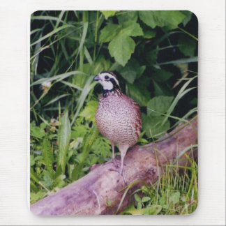 Nordvirginische wachteln mousepad