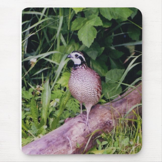 Nordvirginische wachteln mousepad (Vorne)