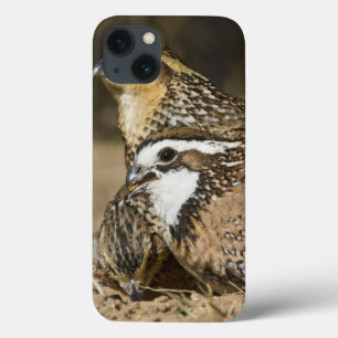 Nordwachtelbabys in Teich für Getränk Case-Mate iPhone Hülle