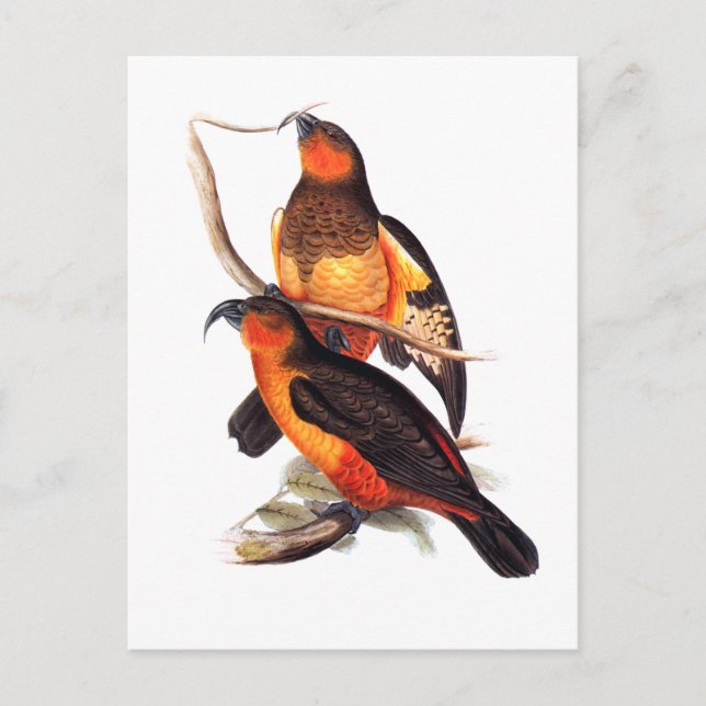 Norfolk Island Kaka Postkarte (Vorderseite)