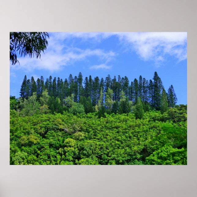 Norfolk Island Pine Trees Poster (Vorne)