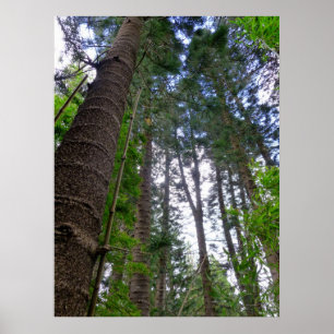 Norfolk Island Pine Trees Poster