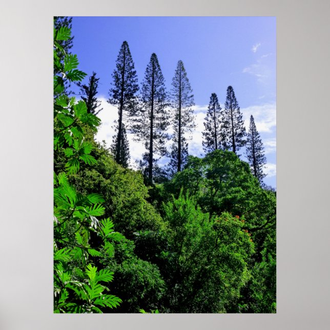 Norfolk Island Pine Trees Poster (Vorne)