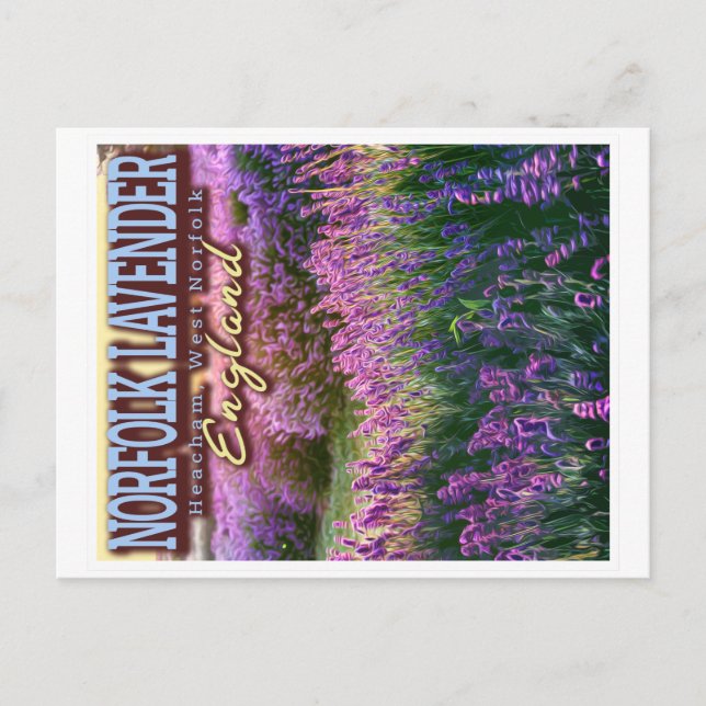 NORFOLK LAVENDER - LAVENDER FIELD NORFOLK ENGLAND POSTKARTE (Vorderseite)