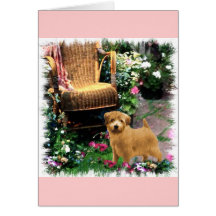 Norfolk Terrier Art Gifts