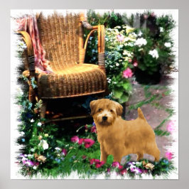 Norfolk Terrier Art Print Poster