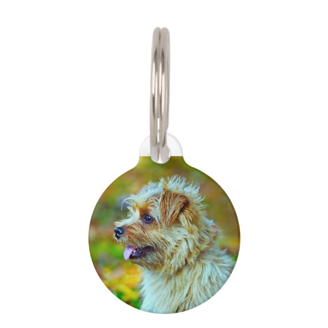Norfolk Terrier Dog. Haustiermarke (Vorderseite)