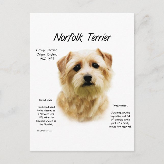 Norfolk Terrier History Design Postkarte (Vorderseite)