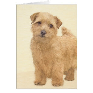 Norfolk Terrier Painting - Original Dog Art