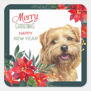 Norfolk Terrier Poinsettia Grenze Weihnachten Quadratischer Aufkleber
