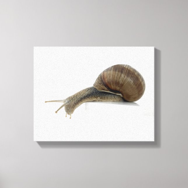 Normalsnail Leinwanddruck (Vorderseite)