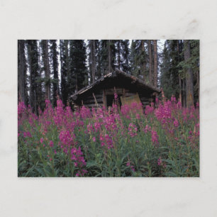 North America, Canada, Yukon. Abandoned trappers Postkarte