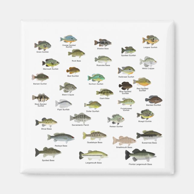 North America Sunfish Family Magnet (Vorne)
