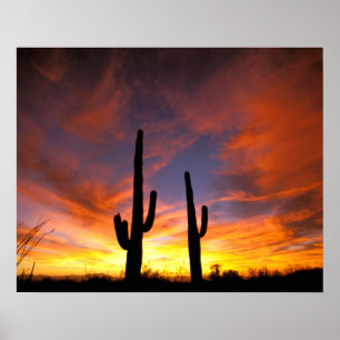North America, USA, Arizona, Sonoran Desert. Poster