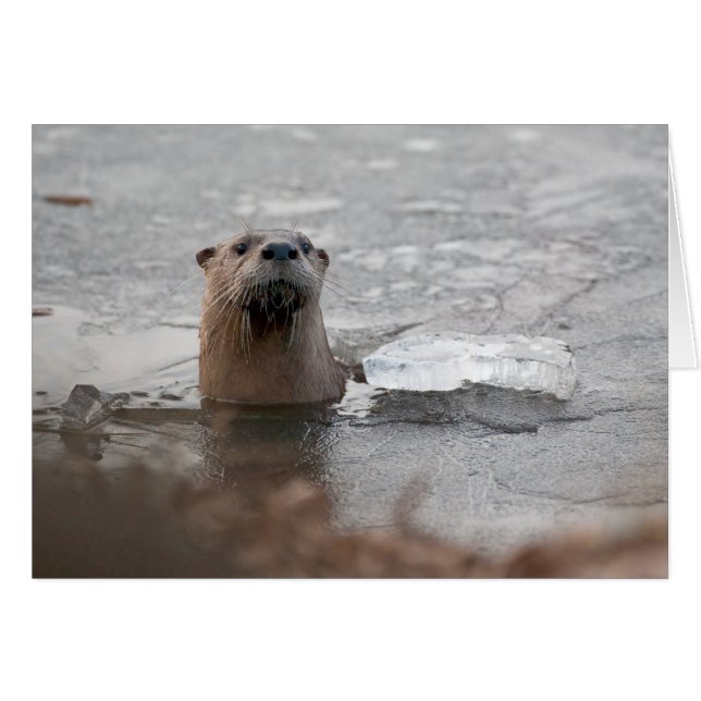 North American River Otter (Vorderseite (Horizontal))