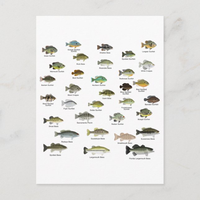 North American Sunfish Group Postkarte (Vorderseite)