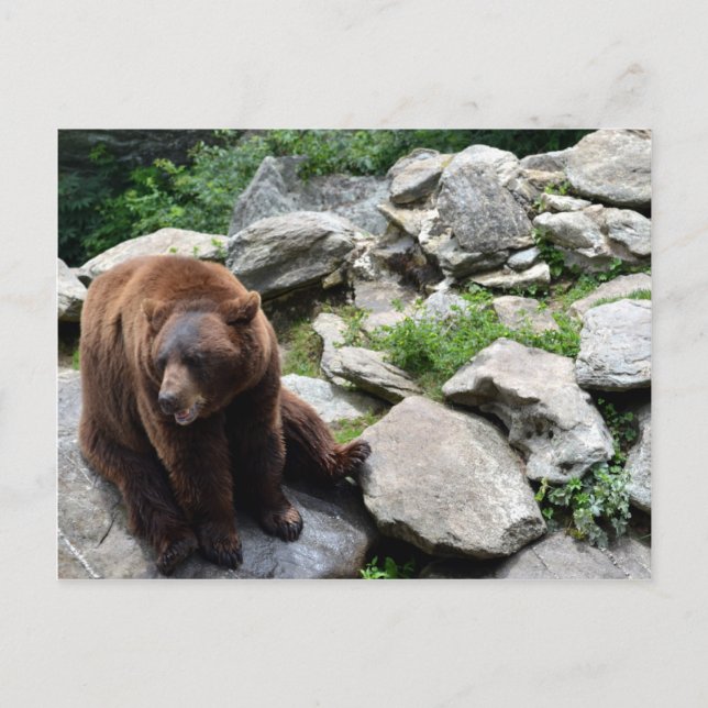 North Carolina Bears Postkarte (Vorderseite)