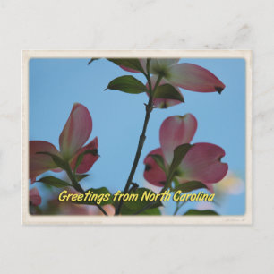 North Carolina Pink Dogwood Postkarte
