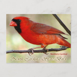 North Carolina Staat Bird - Nordlicher Kardinal Postkarte