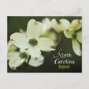 North Carolina Staat Blume: Dogwood Postkarte