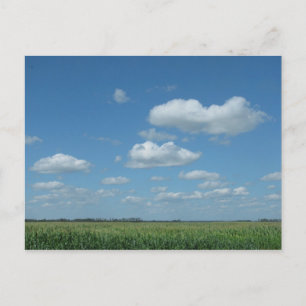 North Dakota Corn Field Postkarte