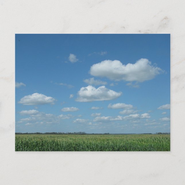 North Dakota Corn Field Postkarte (Vorderseite)