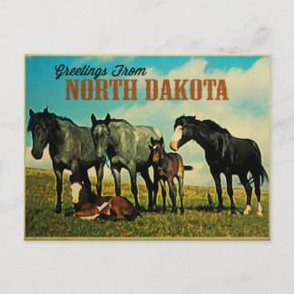 North Dakota Nokota Pferde Postkarte