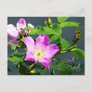 North Dakota Staat Blume: Wild Prairie Rose Postkarte