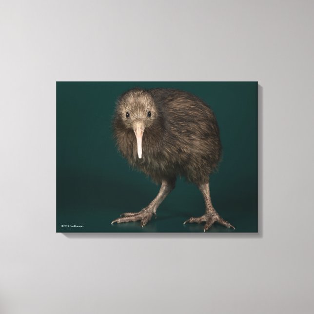 North Island Brown Kiwi Leinwanddruck (Vorderseite)
