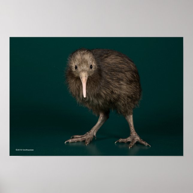 North Island Brown Kiwi Poster (Vorne)