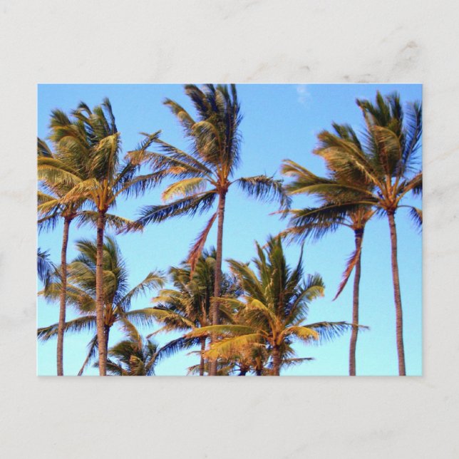 North Shore Palms Postkarte (Vorderseite)