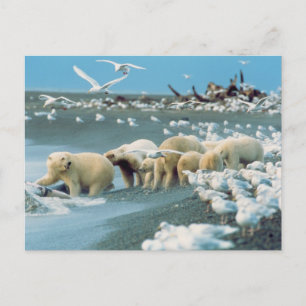 North Slope, Alaska. Eisbären Ursus Postkarte