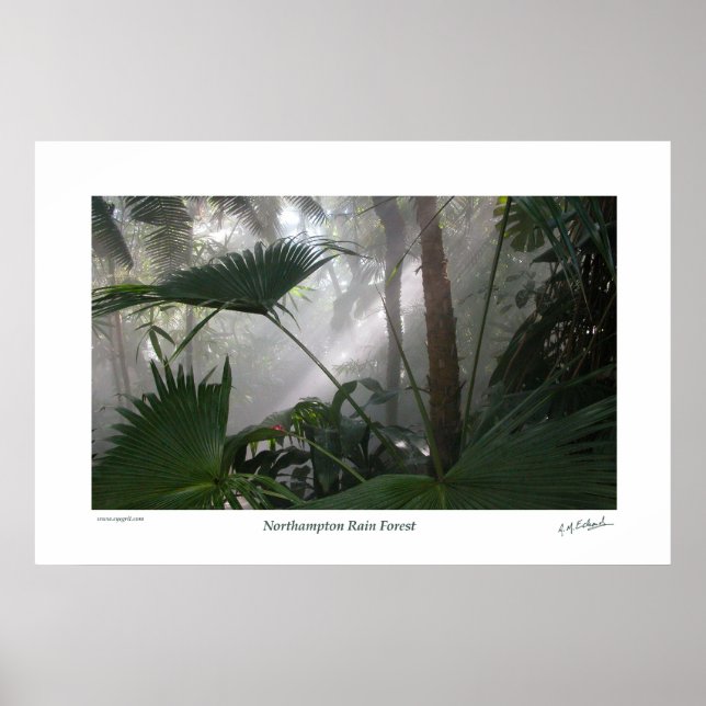 Northampton Rain Forest II Poster (Vorne)