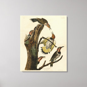 Norther Flicker von Audubons Vögeln in Amerika Leinwanddruck