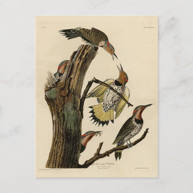 Norther Flicker von Audubons Vögeln in Amerika Postkarte (Vorderseite)