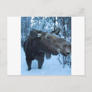 NORTHERMOOSE POSTKARTE