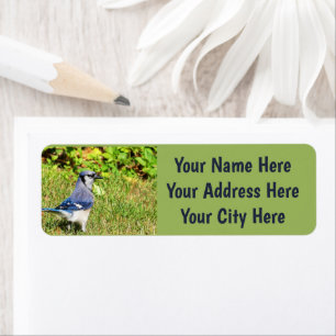 Northern Blue Jay