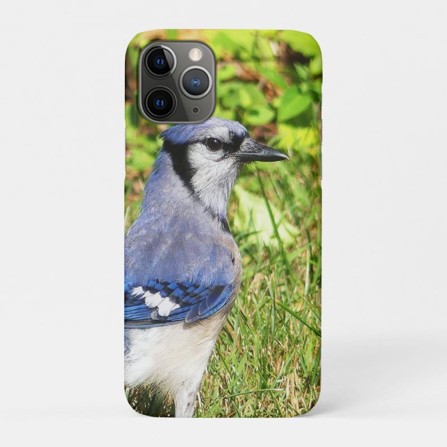 Northern Blue Jay Case-Mate iPhone Hülle (Rückseite)
