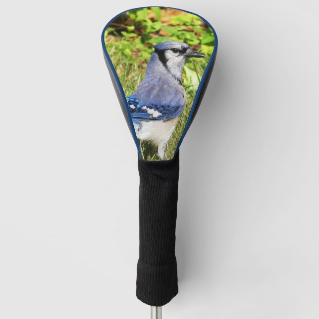 Northern Blue Jay Golf Headcover (Vorderseite)